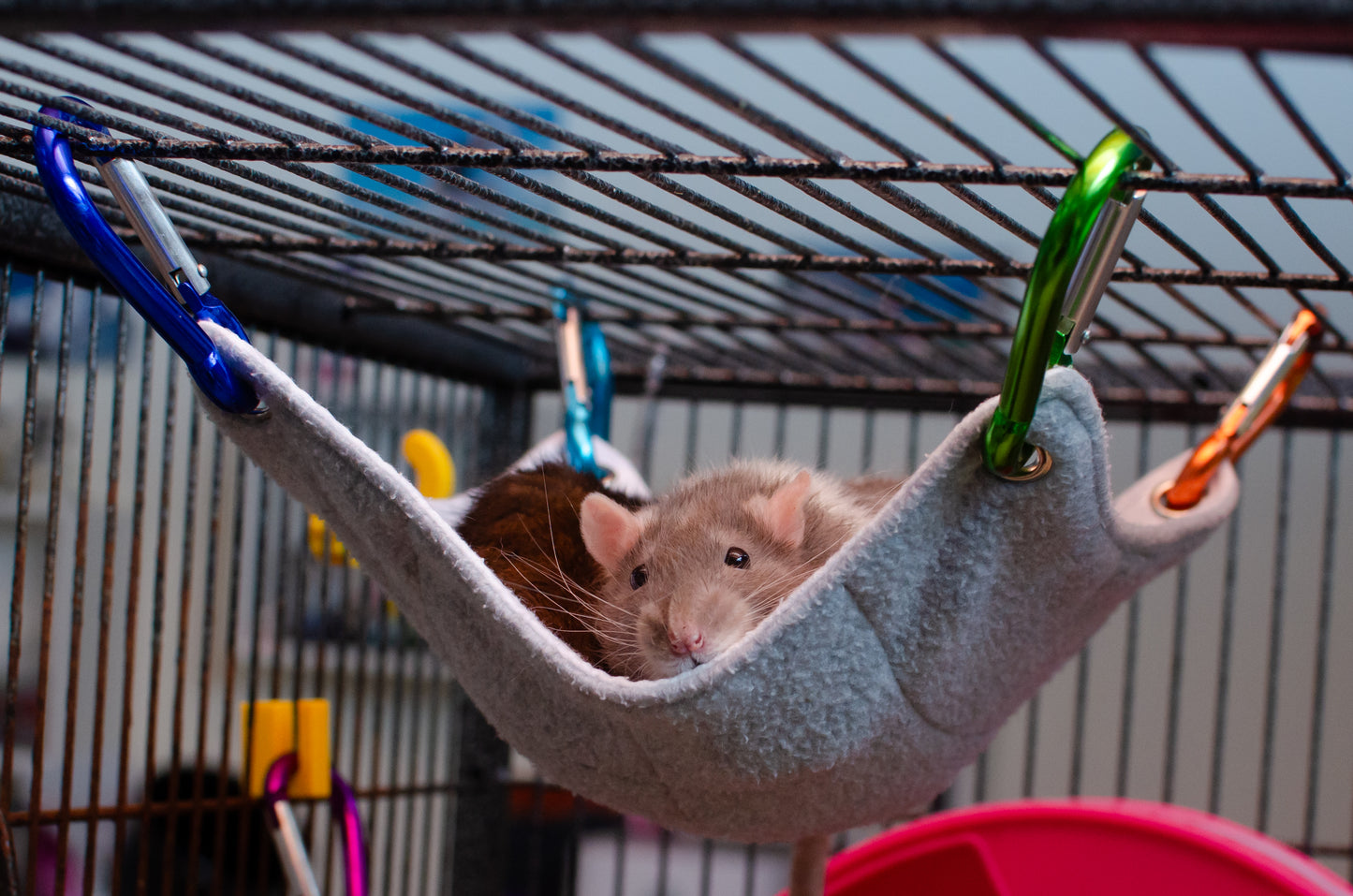 Large Carabiners for Hammocks