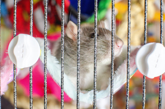 Because old paws deserve an easier climb - Introducing the step hammock.