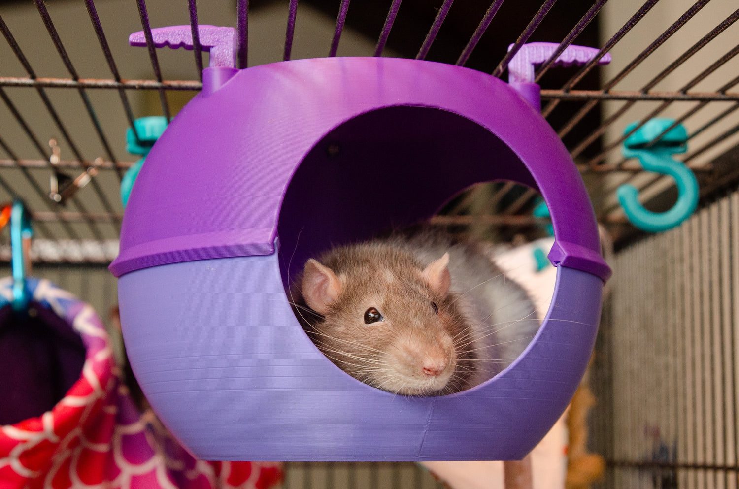 3D Printed Enrichment