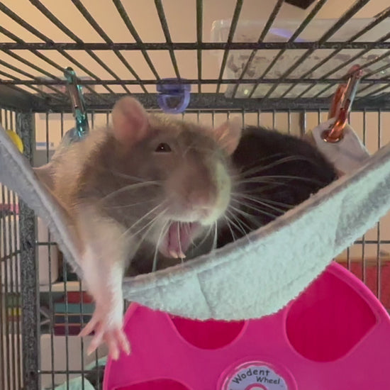 Flat rat hammock video