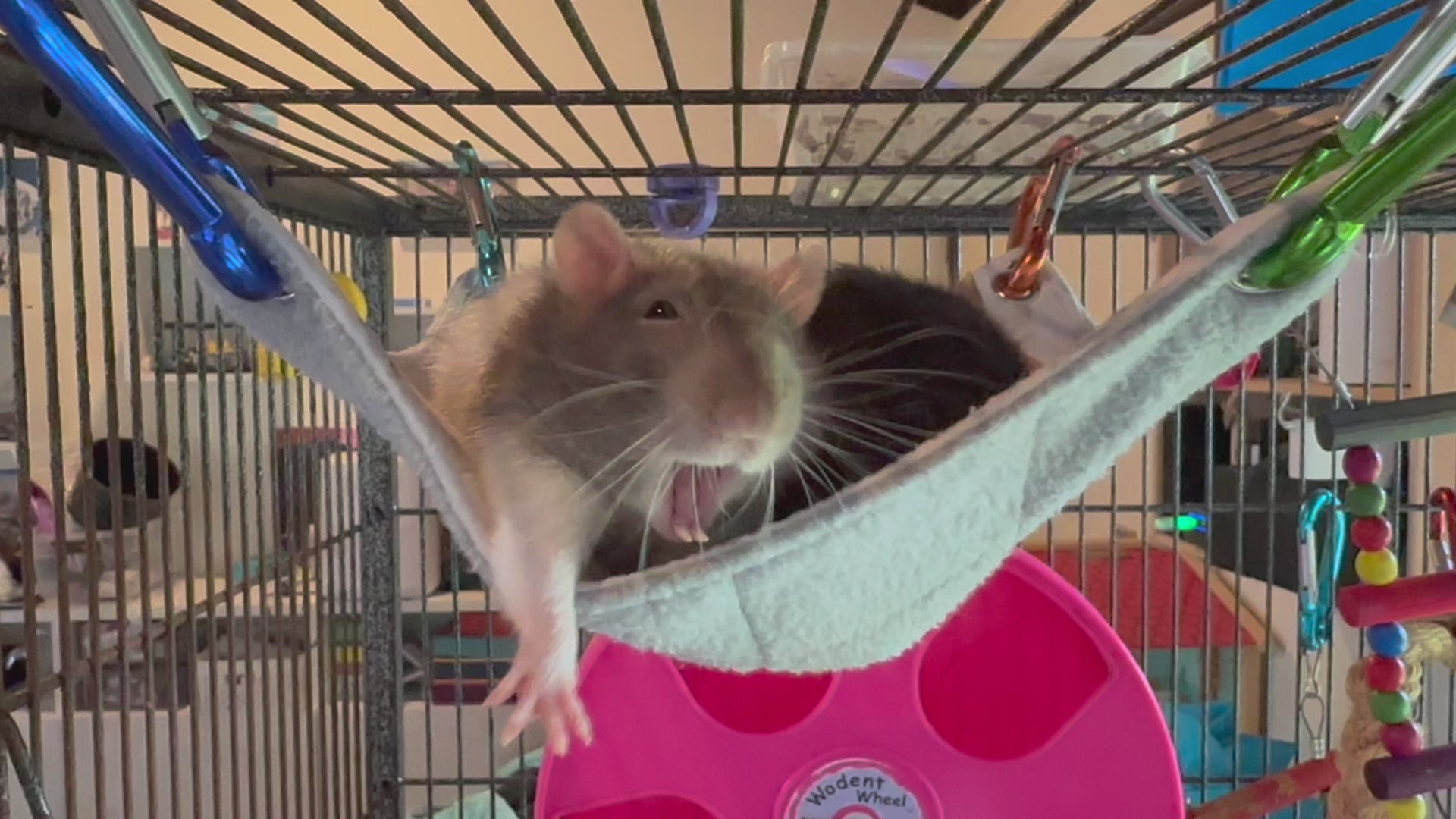 Flat rat hammock video