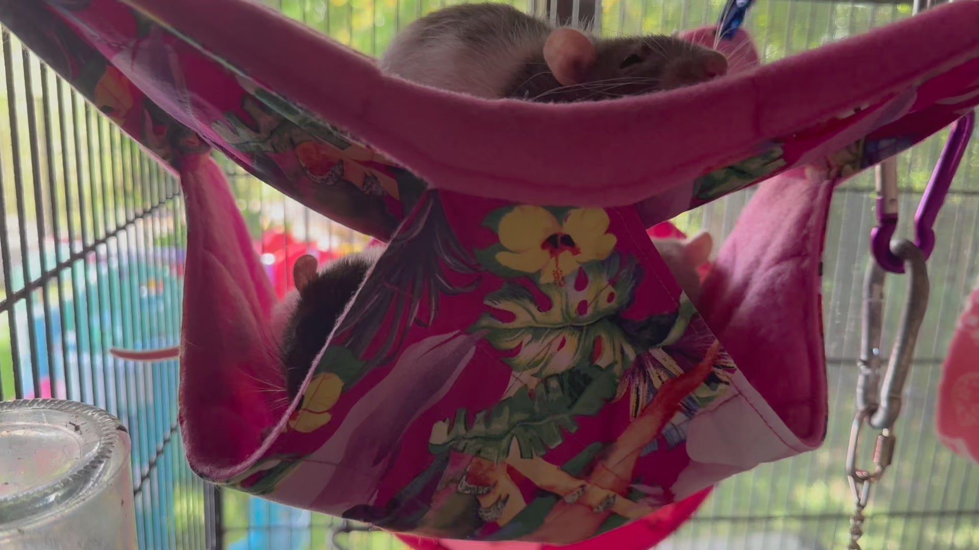 double hammock video