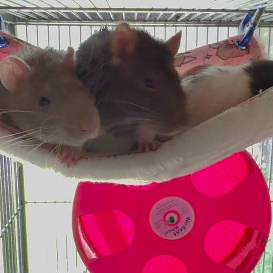 flat, double rat hammock video