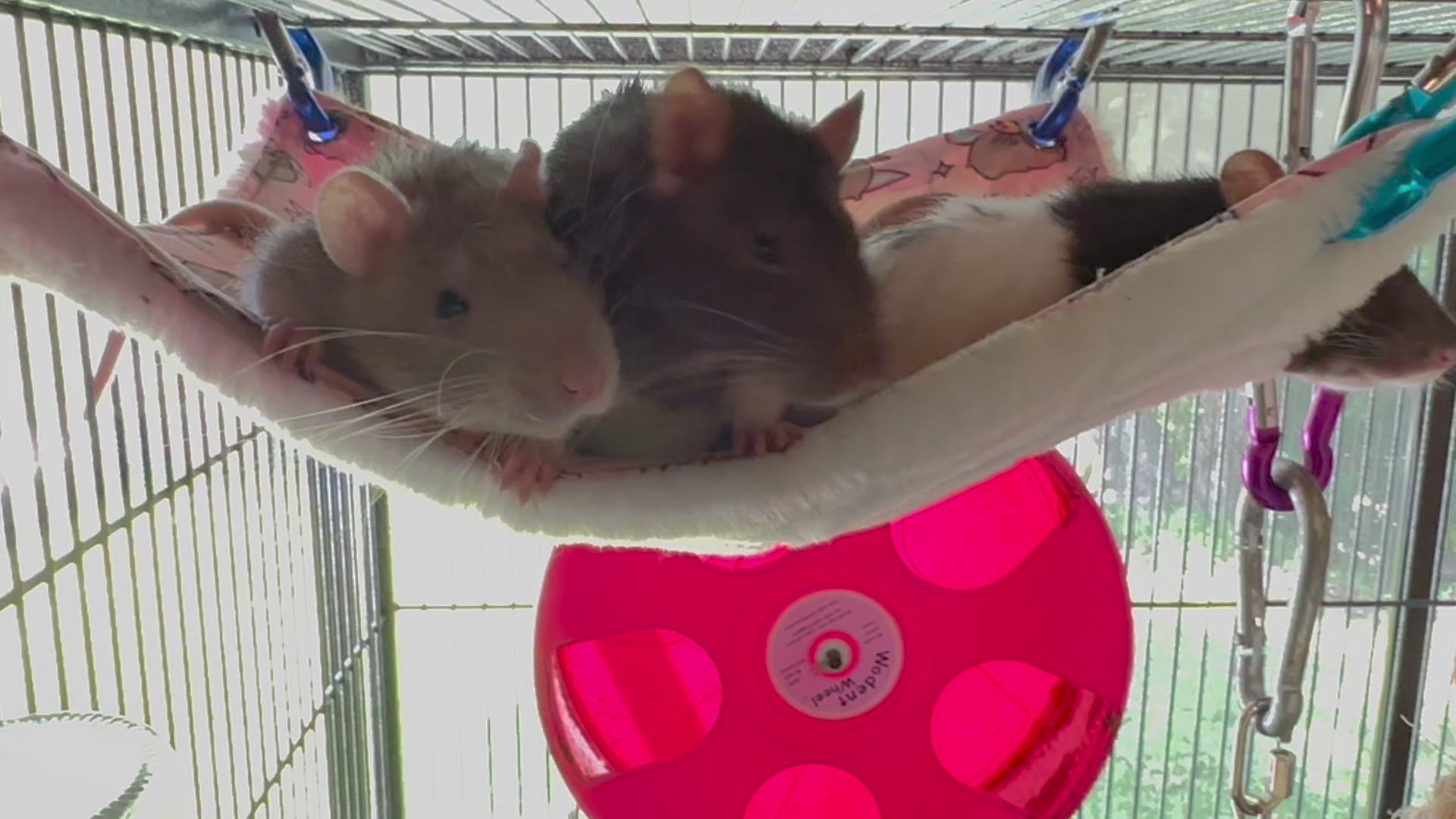 flat, double rat hammock video